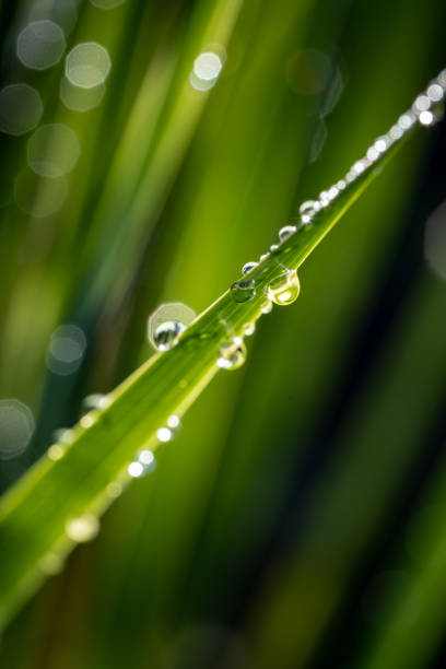 Vertical shallow focus shot of dew on a plant