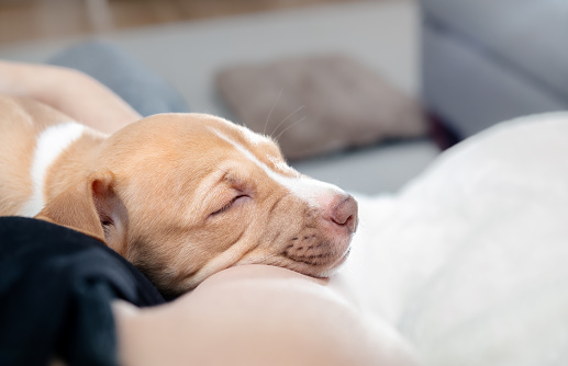 Exhausted puppy dog feeling safe and secure. Concept for bringing home puppy or dog adoption. Boxer Labrador Pitbull mix breed. Selective focus.