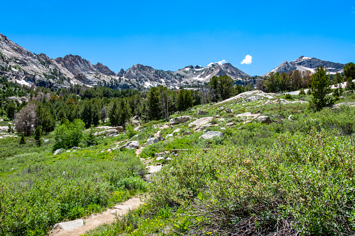 A hiking trail in an alpine meadow in Lamoille Canyon in the Ruby Mountains of Nevada.