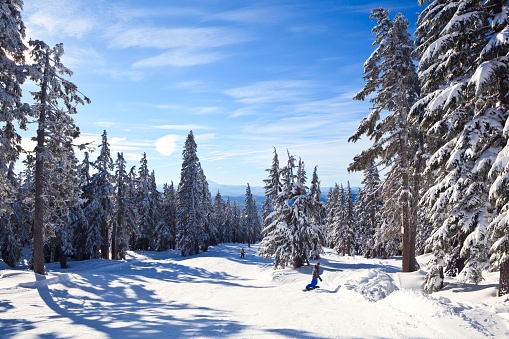 Two people skiing on a piste surrounded by pine trees on the Mount Hood in Oregon