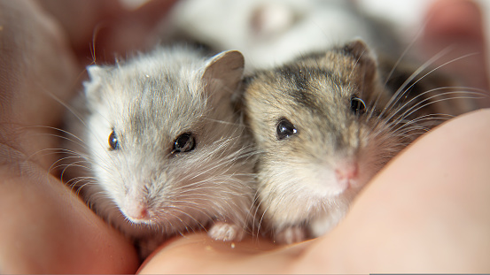 Cute young hamsters in the caring hands of the owner. Hamsters are tame domestic fluffy pets.