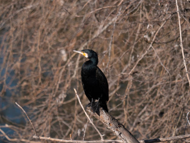 Cormorant stock photo