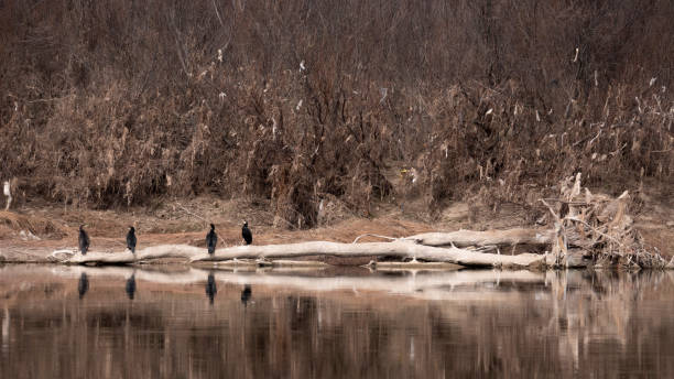 Cormorant stock photo