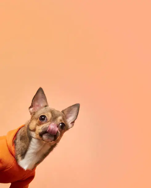 A hungry chihuahua dog licks its nose with its tongue sticking out on an orange background. Copy space