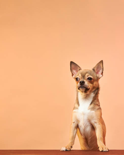 istock A dog with a suspicious face. 1437733941