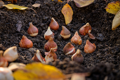 Planting tulip bulbs in a flower bed during a beautiful sunny autumn afternoon. Growing tulips. Fall gardening jobs background.