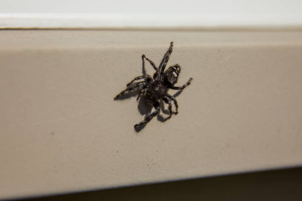 istock A bold jumping spider from Ontario, Canada. 1437734252
