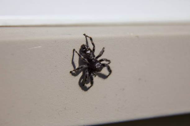 A bold jumping spider from Ontario, Canada.