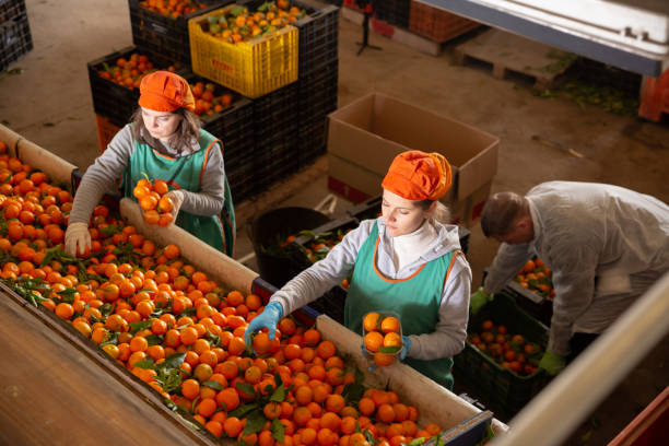 istock Employees controlling quality of ripe tangerines 1437734264