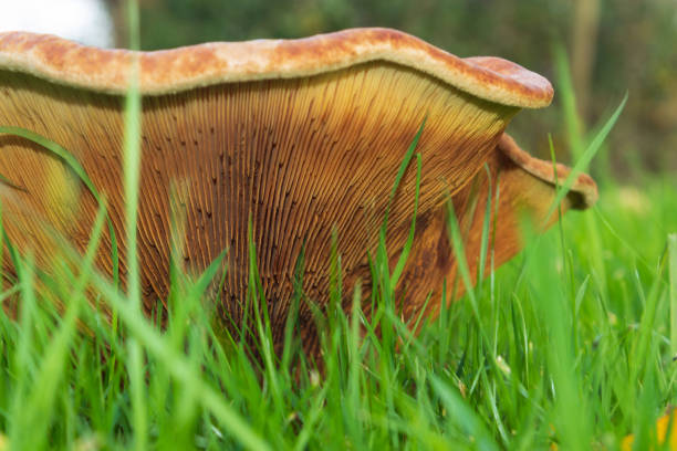 Gills of Paxillus involutus, commonly known as brown roll-rim, common roll-rim, or poison pax stock photo