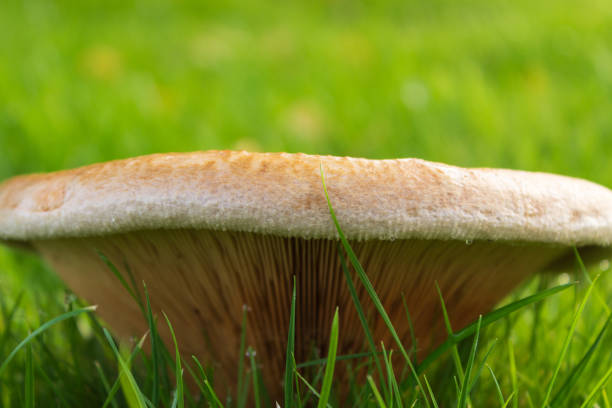 Close up of Paxillus involutus, commonly known as brown roll-rim, common roll-rim, or poison pax stock photo