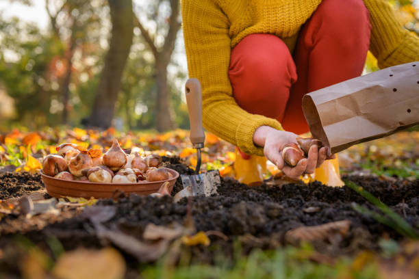 mulher plantando lâmpadas de tulipa em um canteiro de flores durante uma linda tarde ensolarada de outono. cultivando tulipas. trabalhos de jardinagem de outono. - gardening shovel digging flower bed - fotografias e filmes do acervo