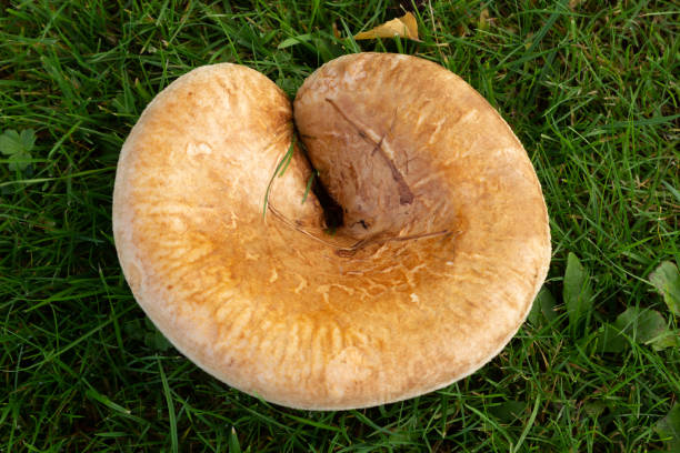 Paxillus involutus a toxic mushroom commonly known as brown roll-rim, common roll-rim, or poison pax stock photo