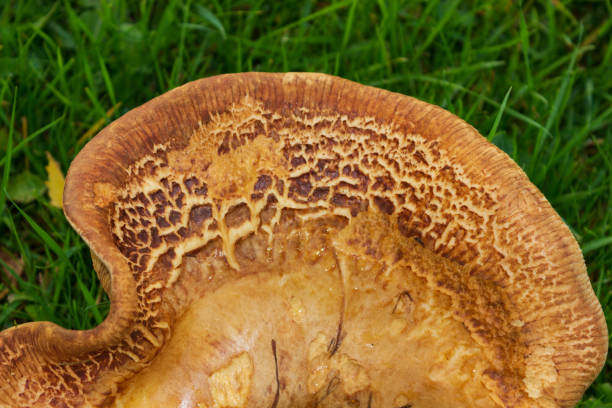 Close up detail of Paxillus involutus, commonly known as brown roll-rim, common roll-rim, or poison pax stock photo