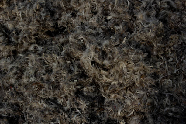 istock Photo Abstract background of brown bird feathers. 1437734544