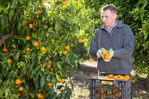 istock Man harvesting tangerines on organic plantation 1437734666