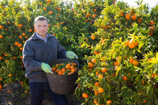 istock Man harvesting tangerines on organic plantation 1437734667