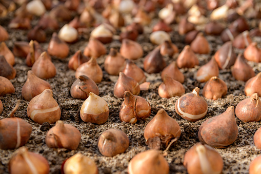 Dozens of tulip bulbs planted in sandy, well draining soil. Planting tulip bulbs in a flower bed. Growing tulips. Fall gardening jobs background. Low angle view.