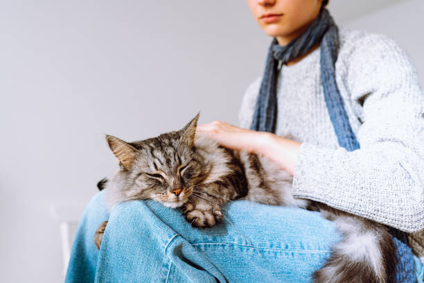 국내 푹신한 얼룩 고양이는 어린 소녀의 무릎에서 잔다. - blue cat 뉴스 사진 이미지