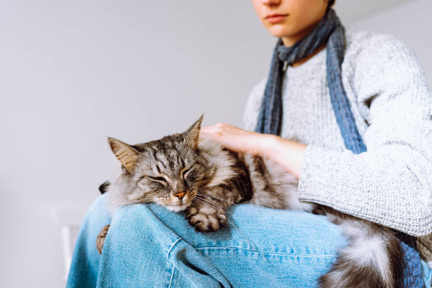 Domestic fluffy tabby cat sleeps on lap of young girl. Care and care of pets, treatment of sick animal, hair combing, tenderness grey cat white paws stock pictures, royalty-free photos & images