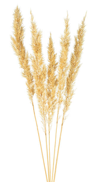 istock Spikelets of bulrush isolated on a white background. Reed spikelets. 1437735700