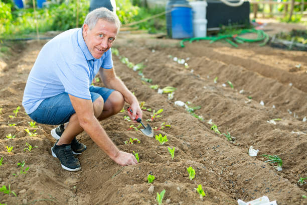 istock Positive man planting sprouts in backyard garden 1437736897