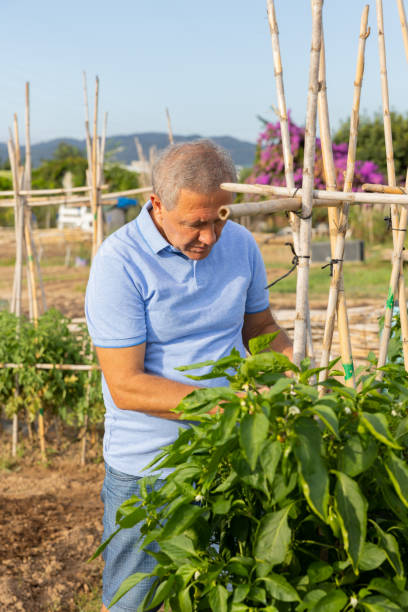 istock Elderly amateur gardener tying pepper plants to supporting stakes 1437737059