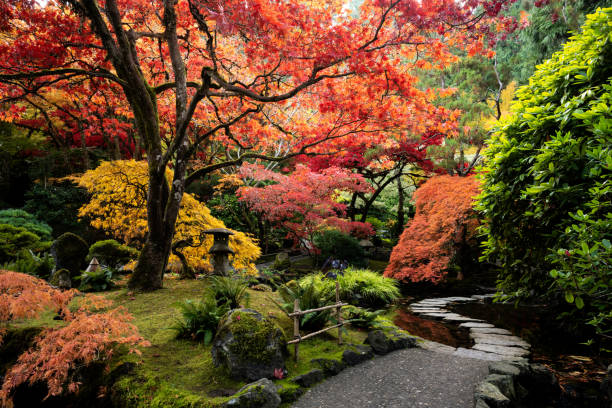 feuille de dentelle érable japonais et érable japonais, acer palmatum, butchart gardens, victoria - buchart gardens photos et images de collection