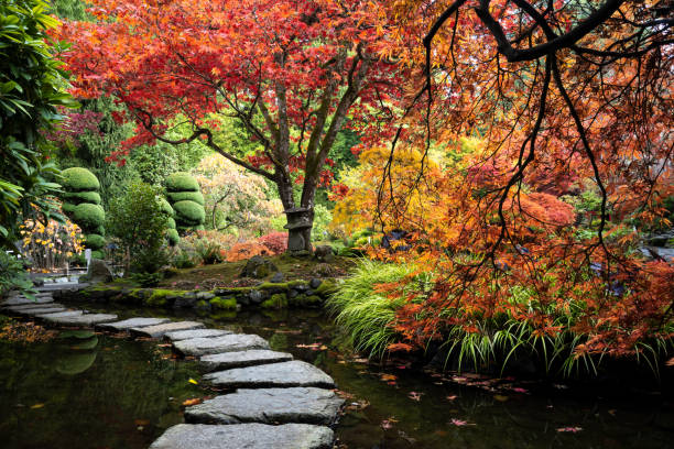 foglia di pizzo acero giapponese e acero giapponese, acer palmatum, butchart gardens, victoria - japanese maple maple leaf leaf maple tree foto e immagini stock