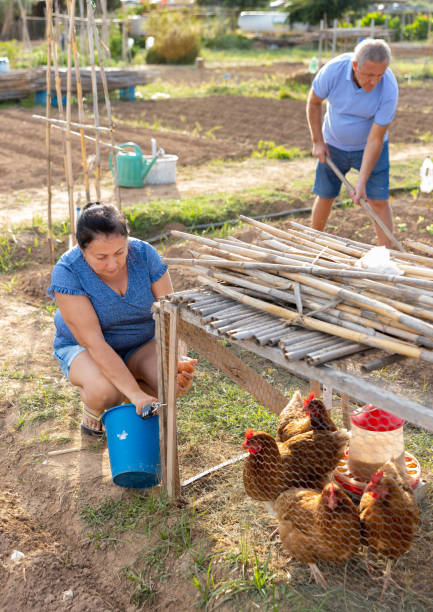 istock Mature female farmer gathering chicken eggs outdoors 1437737151