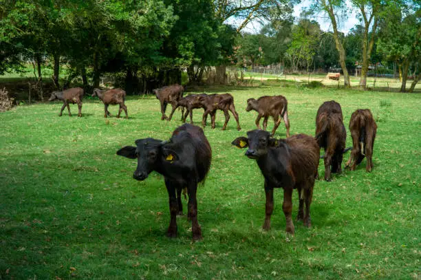A view of young calves grazing in the greenfields of a farm