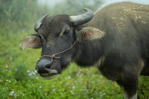 water buffalo tied with a rope standing in a field in the south of india. On the background is a palm tree forest