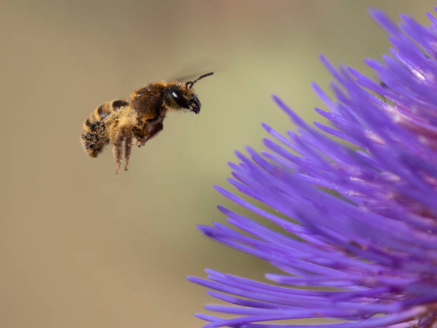 Bee approaching artichoke flower stock photo