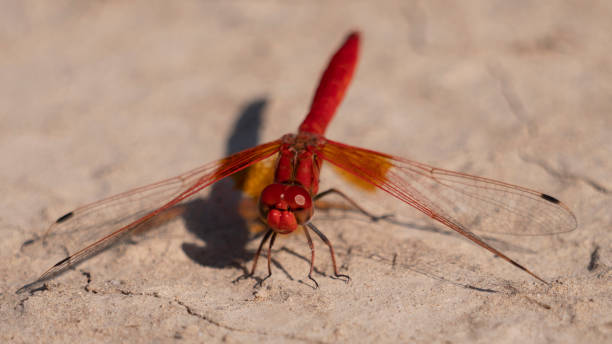 Dragon-fly. stock photo