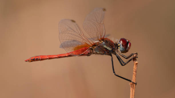 Dragon-fly. stock photo