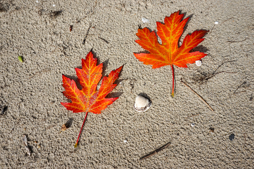 Maple leaves in sand
