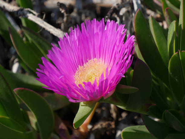 planta suculenta en flor - talus fotografías e imágenes de stock