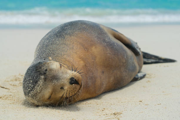 istock Smiling Sea Lion 1437738887