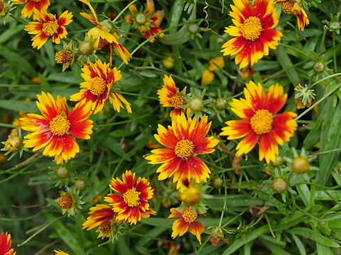 Blooming Coreopsis Little Band Daybreak