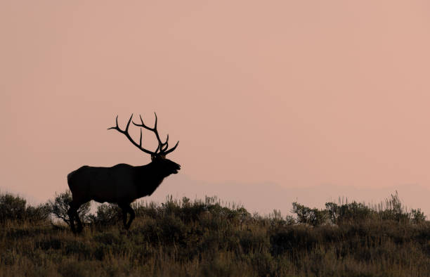 istock Bull Elk in Autumn in Wyoming 1437738975
