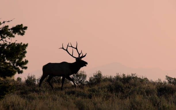 istock Bull Elk in Autumn in Wyoming 1437738977