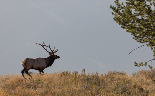 a bull elk during the rut in Wyoming in autumn