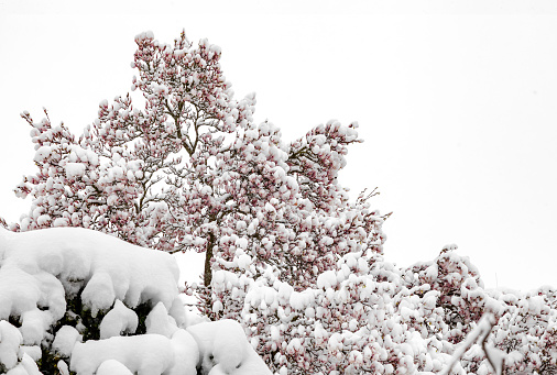Magnolia flowers on a tree covered in snow after a snowfall against the sky