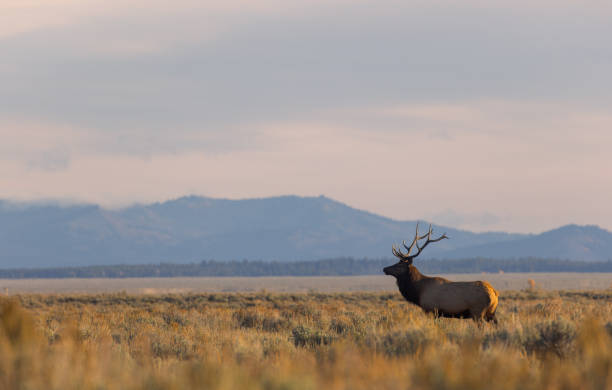 istock Bull Elk in Autumn in Wyoming 1437739721