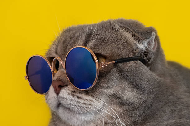 istock The Scottish fold cat. Pets. A thoroughbred domestic cat 1437739742