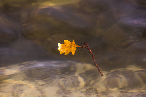 Leaf in a lake in Vught
