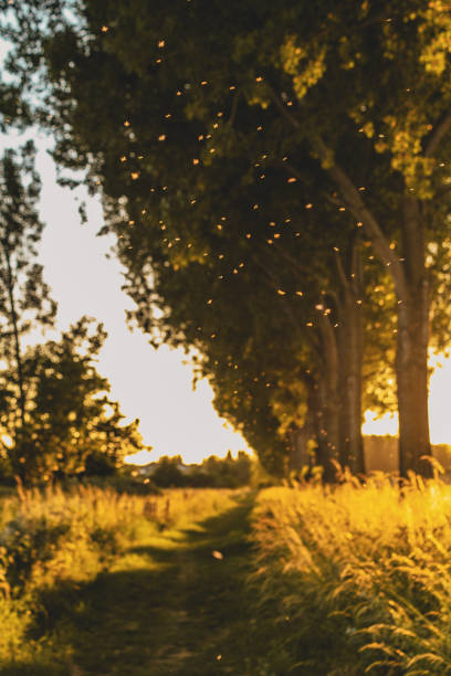 istock Yellow summer day shot 1437739960