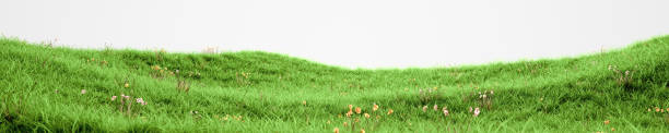 istock Green grass and flowers isolated on white background. Natural spring meadow panorama 3d rendering, farm valley landscape 1437739997