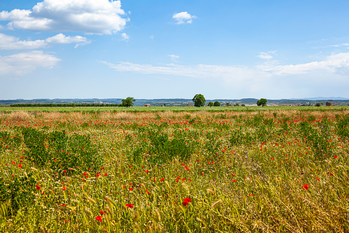 Rural farmland with yellow wildflowers under blue sky and white clouds
