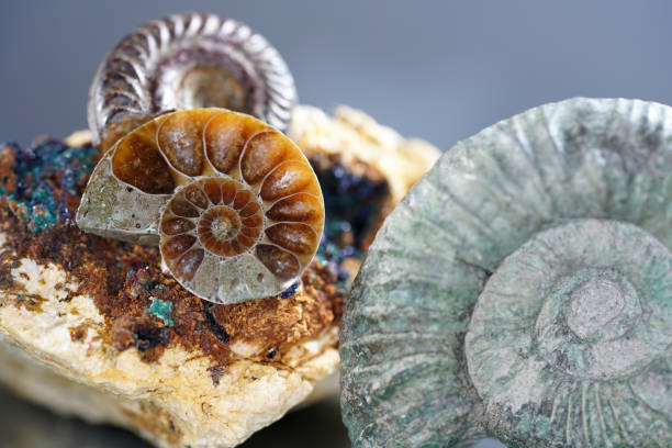 istock Closeup shot of ammonite displayed in a museum 1437743002